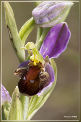 Ophrys apifera var. fulvo-fusca - Bijenorchis