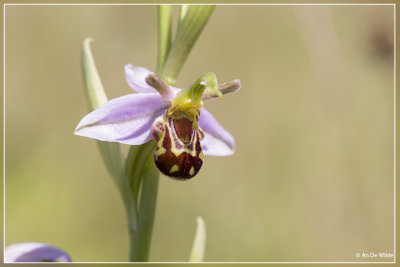 Ophrys apifera var. aurita - Bijenorchis