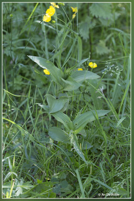 Brede wespenorchis - Epipactis helleborine