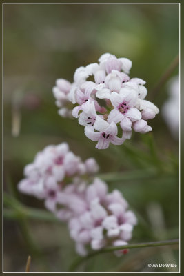 Kalkbedstro - Asperula cynanchica 