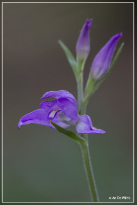 Cephalanthera rubra - Rood bosvogeltje