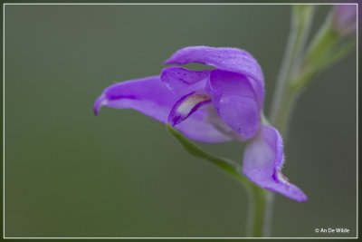 Cephalanthera rubra - Rood bosvogeltje