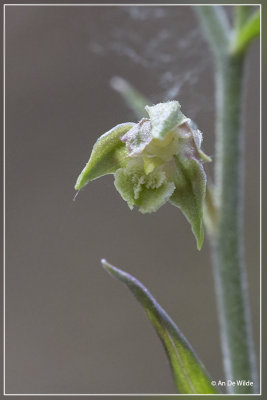 Kleinbladige wespenorchis - Epipactis microphylla