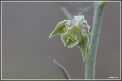 Kleinbladige wespenorchis - Epipactis microphylla