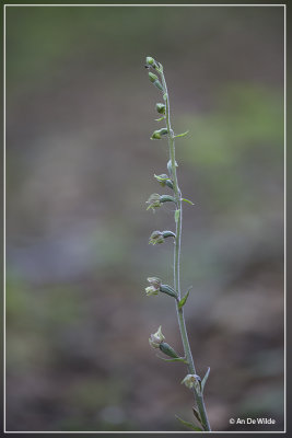 Kleinbladige wespenorchis - Epipactis microphylla 