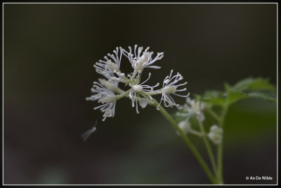 Christoffelkruid - Actaea spicata