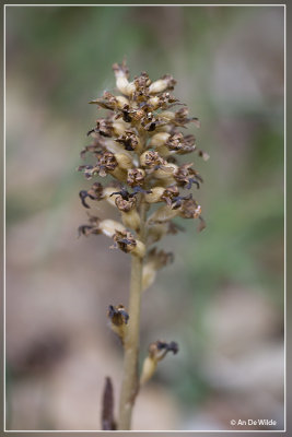 Neottia nidus-avis - Vogelnestje