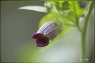 Wolfskers  Atropa belladonna