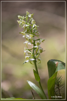 Platanthera chlorantha - Bergnachtorchis