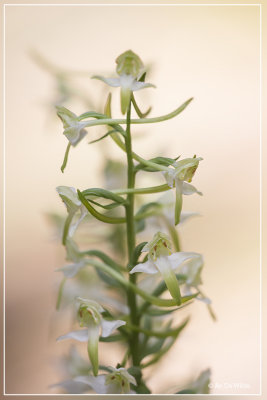 Platanthera chlorantha - Bergnachtorchis