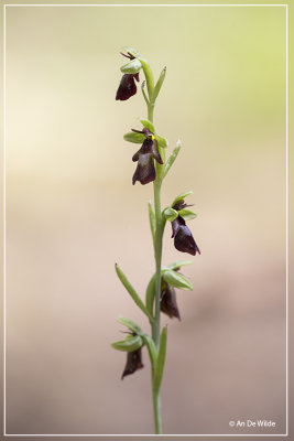 Vliegenorchis - Ophrys insectifera
