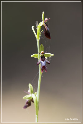 Vliegenorchis - Ophrys insectifera