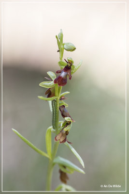 Vliegenorchis - Ophrys insectifera