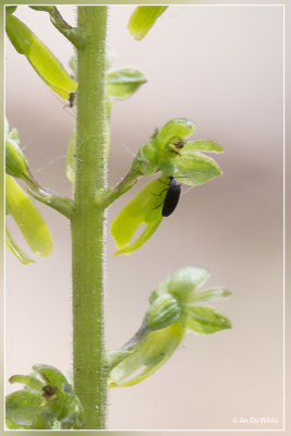 Grote keverorchis - Neottia ovata