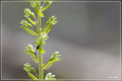 Grote keverorchis - Neottia ovata