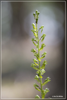 Grote keverorchis - Neottia ovata