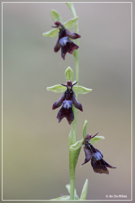 Vliegenorchis - Ophrys insectifera