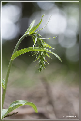 Geelgroene wespenorchis - Epipactis muelleri