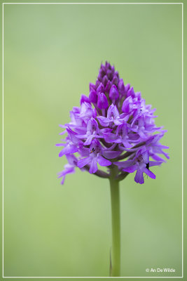 Anacamptis pyramidalis - Hondskruid