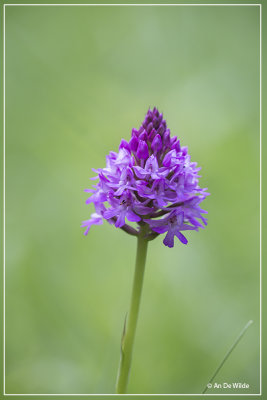 Anacamptis pyramidalis - Hondskruid