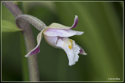 Moeraswespenorchis - Epipactis palustris