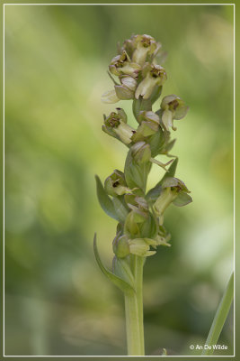groene nachtorchis