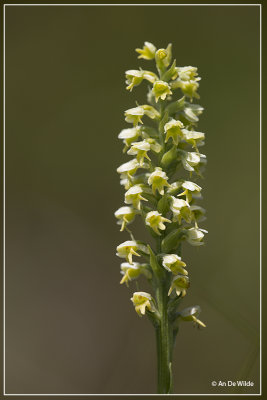 Pseudorchis albida - Witte muggenorchis