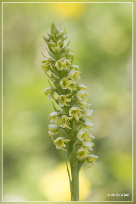 Pseudorchis albida - Witte muggenorchis
