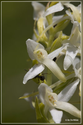 Platanthera bifolia - Welriekende nachtorchis