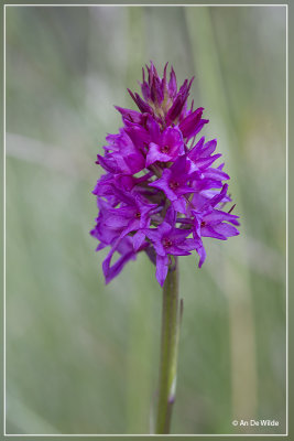 Gymnadenia conopsea x Nigritella rhellicani