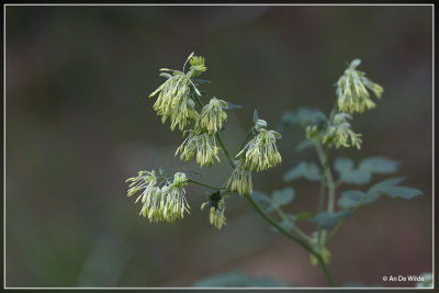 Thalictrum minus - kleine ruit 