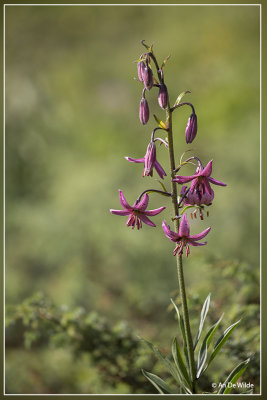 Turkse lelie - Lilium martagon