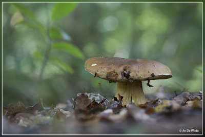 Kastanjeboleet - Xerocomus badius