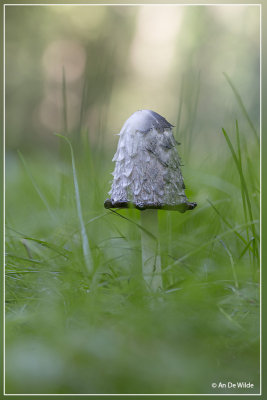 Geschubde inktzwam - Coprinus comatus