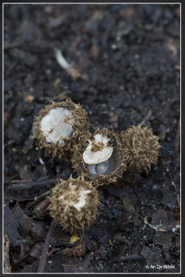 _MG_0949.jpg Gestreept nestzwammetje - Cyathus striatus