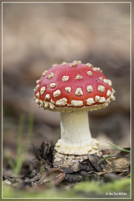 _MG_1008.jpg Vliegenzwam - Amanita muscaria