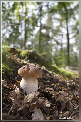 _MG_1042.jpg Gewoon eekhoorntjesbrood - Boletus edulis 