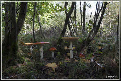 Vliegenzwam - Amanita muscaria