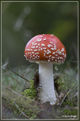 Vliegenzwam - Amanita muscaria