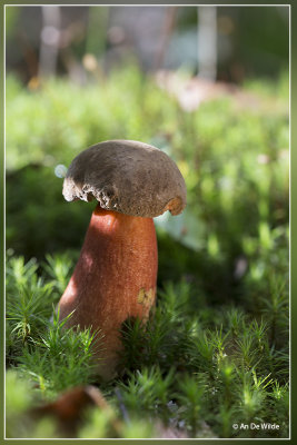 Gewone heksenboleet - Boletus erythropus