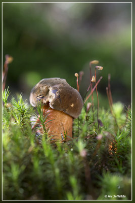 Gewone heksenboleet - Boletus erythropus