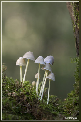 Graskleefsteelmycena - Mycena epipterygia