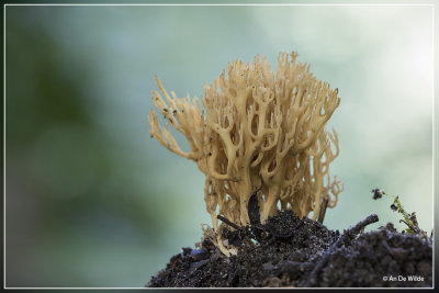 witte koraalzwam  - clavulina coralloides