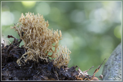 witte koraalzwam  - clavulina coralloides