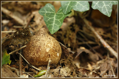 Gekraagde aardster - Geastrum triplex 