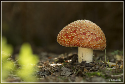 Vliegenzwam - Amanita muscaria