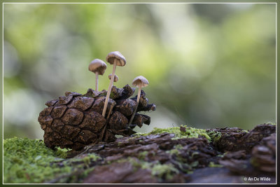 Muizenstaartzwam - Baeospora myosura