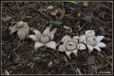 Gekraagde aardster - Geastrum triplex 