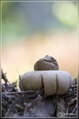 Gewimperde aardster - Geastrum fimbriatum