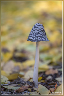 Spechtinktzwam - Coprinopsis picacea